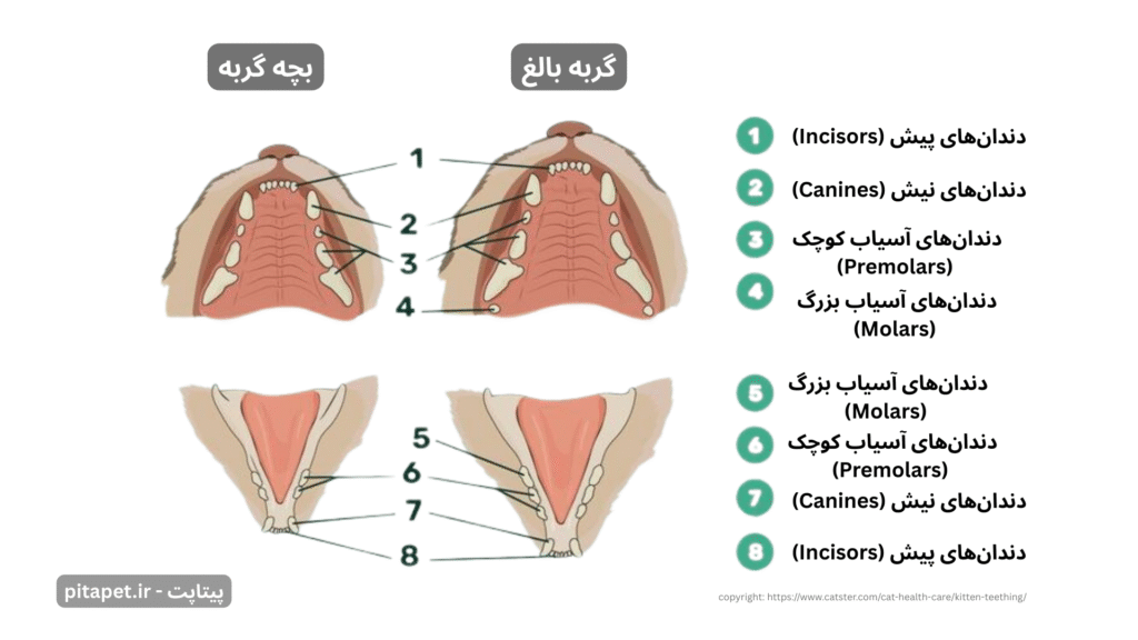 راهنمای کامل رشد و مراقبت از دندان گربه: از دندان شیری تا لبخند دائمی! 2 مقایسه ساختار دندان بچه گربه و گربه بالغ