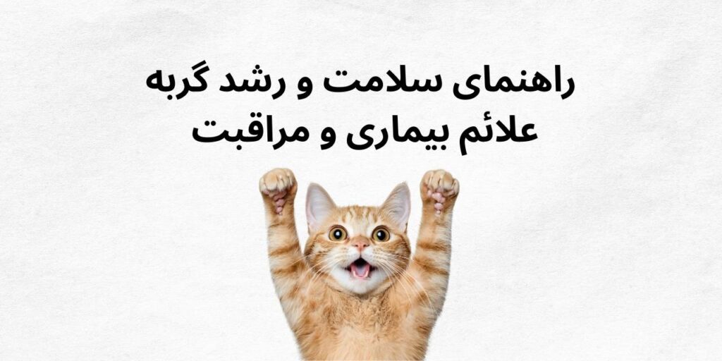 راهنمای کامل سلامت و رشد گربه | علائم بیماری و مراقبت 6 راهنمای سلامت و رشد گربه علائم بیماری و مراقبت