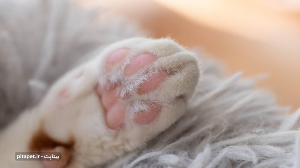 راهنمای کامل مراقبت پاییزی از سگ و گربه شما 6 پنچه گربه
