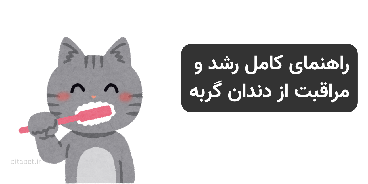 راهنمای کامل رشد و مراقبت از دندان گربه: از دندان شیری تا لبخند دائمی! 5 راهنمای کامل رشد و مراقبت از دندان گربه: از دندان شیری تا لبخند دائمی!