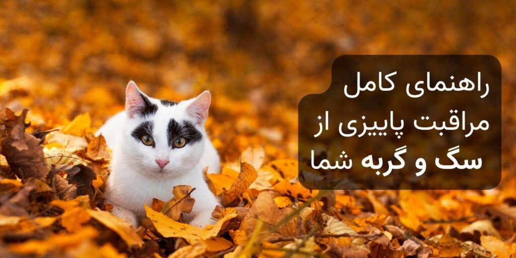 راهنمای کامل مراقبت پاییزی از سگ و گربه شما 1 complete guide to autumn care for your dog and cat feature image 1