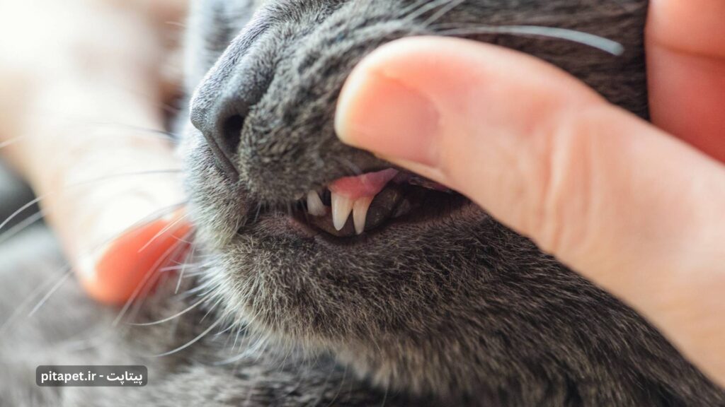 راهنمای کامل رشد و مراقبت از دندان گربه: از دندان شیری تا لبخند دائمی! 3 مشکل دندان دوتایی در گربه