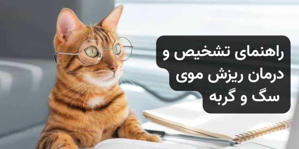 کارآگاه ریزش مو: راهنمای کامل تشخیص و درمان ریزش موی سگ و گربه 9 یک کارگاه گربه که در جستجوی دلیل ریز موی خود هست