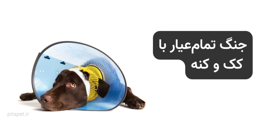 جنگ تمامعیار با کک و کنه: استراتژی جامع پیشگیری و درمان 1 راهنمای مقابله با کک و کنه: استراتژی جامع پیشگیری و درمان