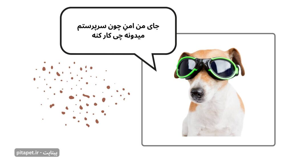 جنگ تمامعیار با کک و کنه: استراتژی جامع پیشگیری و درمان 3 pet flea tick prevention treatment safe pet