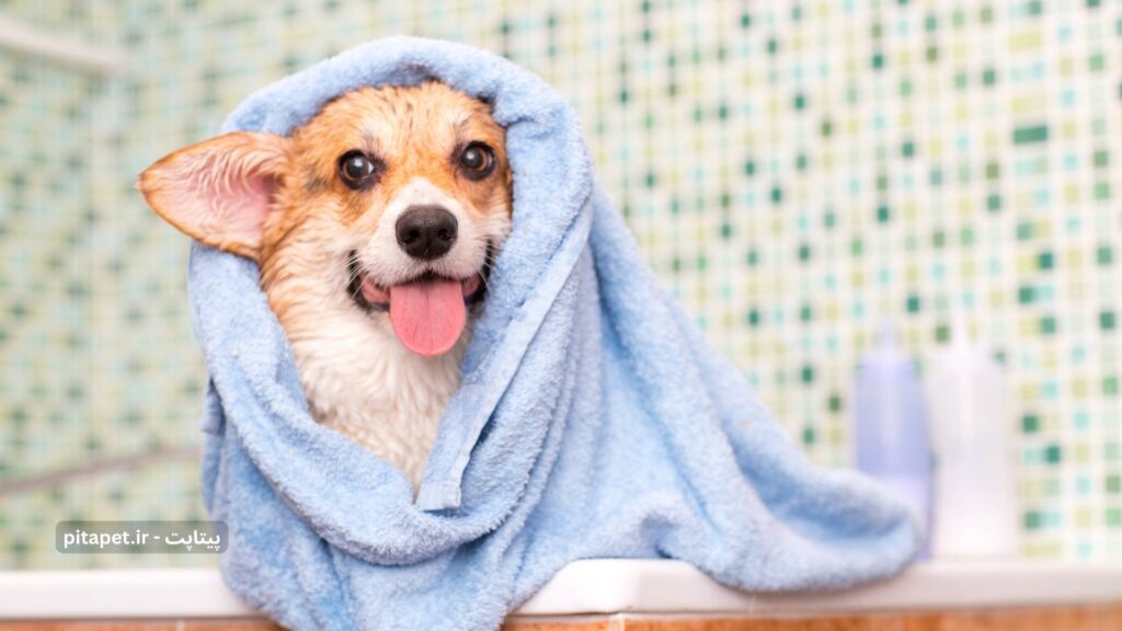 سگ در حال خشک کردن خود با حوله بعد از حمام