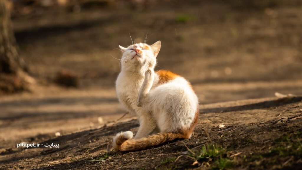 گربه در حال خاراندن خود در محیط بیرون است