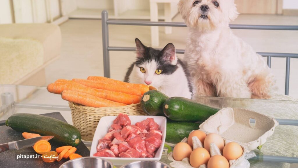 راهنمای کامل مراقبت پاییزی از سگ و گربه شما 4 همکاری سگ و گربه در تهیه غذا