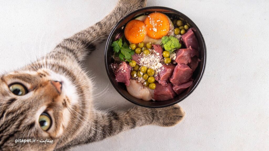 راهنمای کامل مراقبت پاییزی از سگ و گربه شما 3 یک گربه که ظرف غذایی شامل گوشت و تخم مرغ و کلم بروکلی و بقیه مواد رو دست گرفته