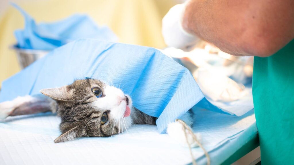 بلوغ گربهها و عقیمسازی: یه راهنمای خودمونی! 3 جراحی عیقم کردن گربه