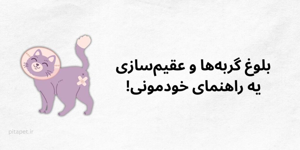 بلوغ گربهها و عقیمسازی: یه راهنمای خودمونی! 1 بلوغ گربهها و عقیمسازی
یه راهنمای خودمونی!