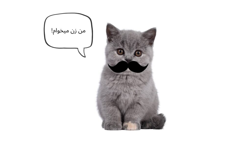 بلوغ گربهها و عقیمسازی: یه راهنمای خودمونی! 2 cat puberty and neutering guide 2