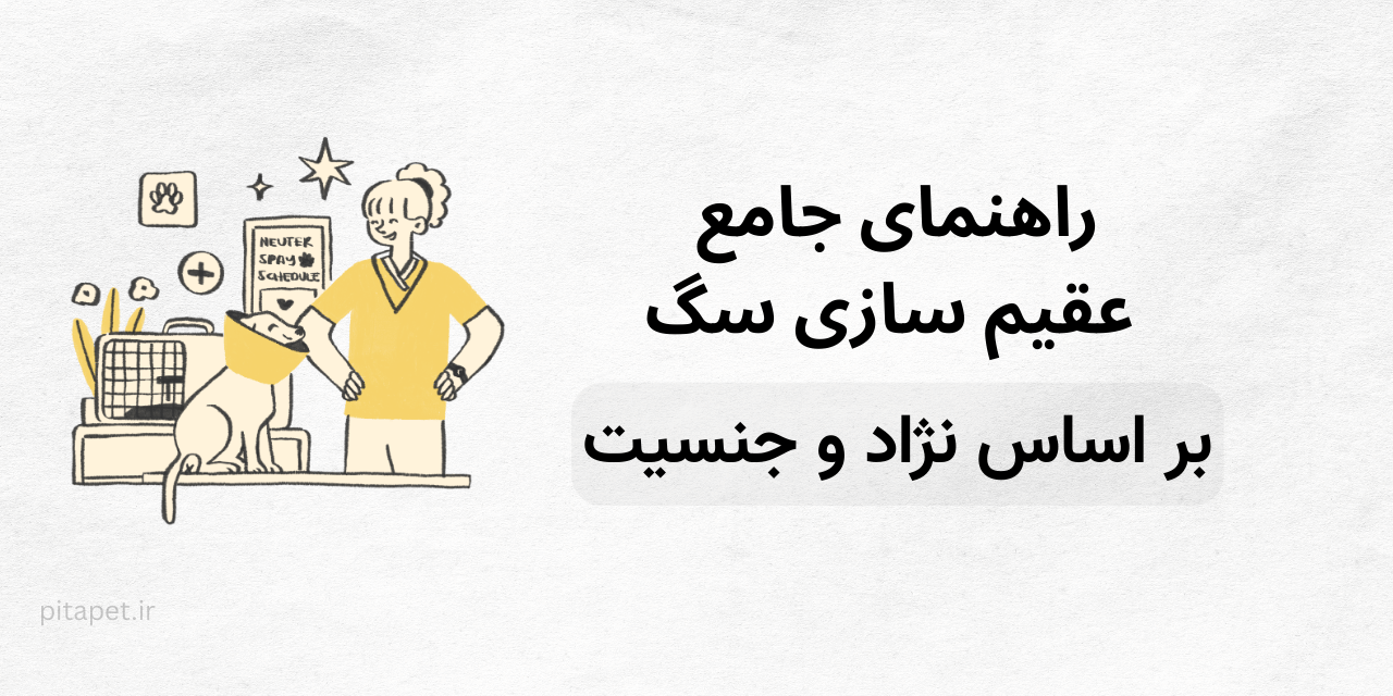 راهنمای جامع و خودمونی عقیم سازی سگ: همه چیزهایی که باید بدونید! 3 راهنمای جامع و خودمونی عقیم سازی سگ: همه چیزهایی که باید بدونید!